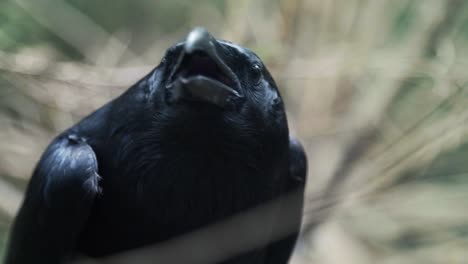 head of black crow screaming in forest. common raven rotating head in wood