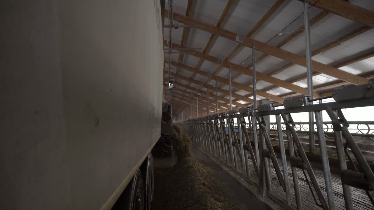 Feeding Cows in Modern Dairy Farm