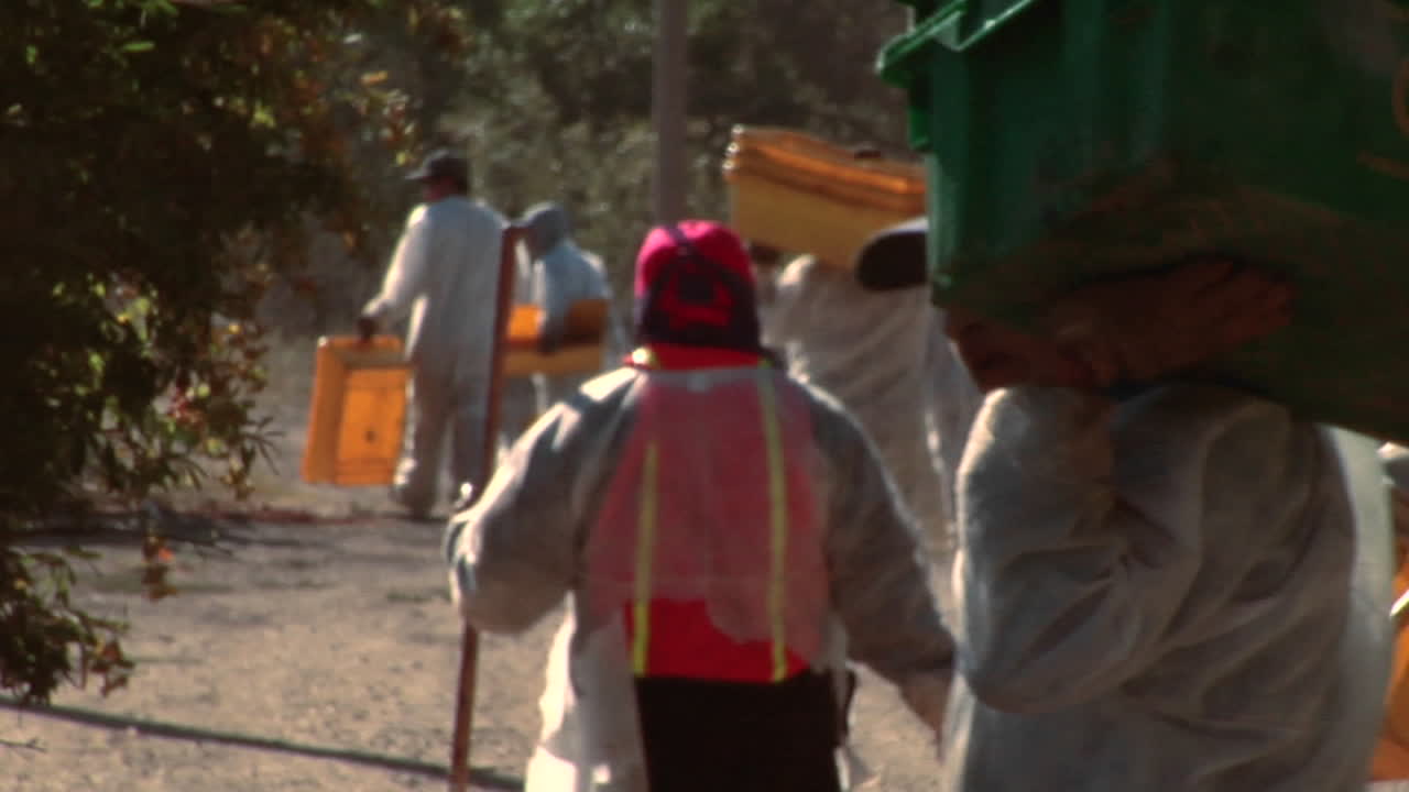 рабочие с пустыми корзинами переходят на другой ряд на винограднике в округе санта-барбара