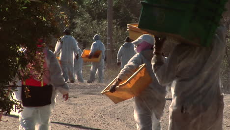 harvest workers with empty bins move to a different row at a santa barbara county vineyard