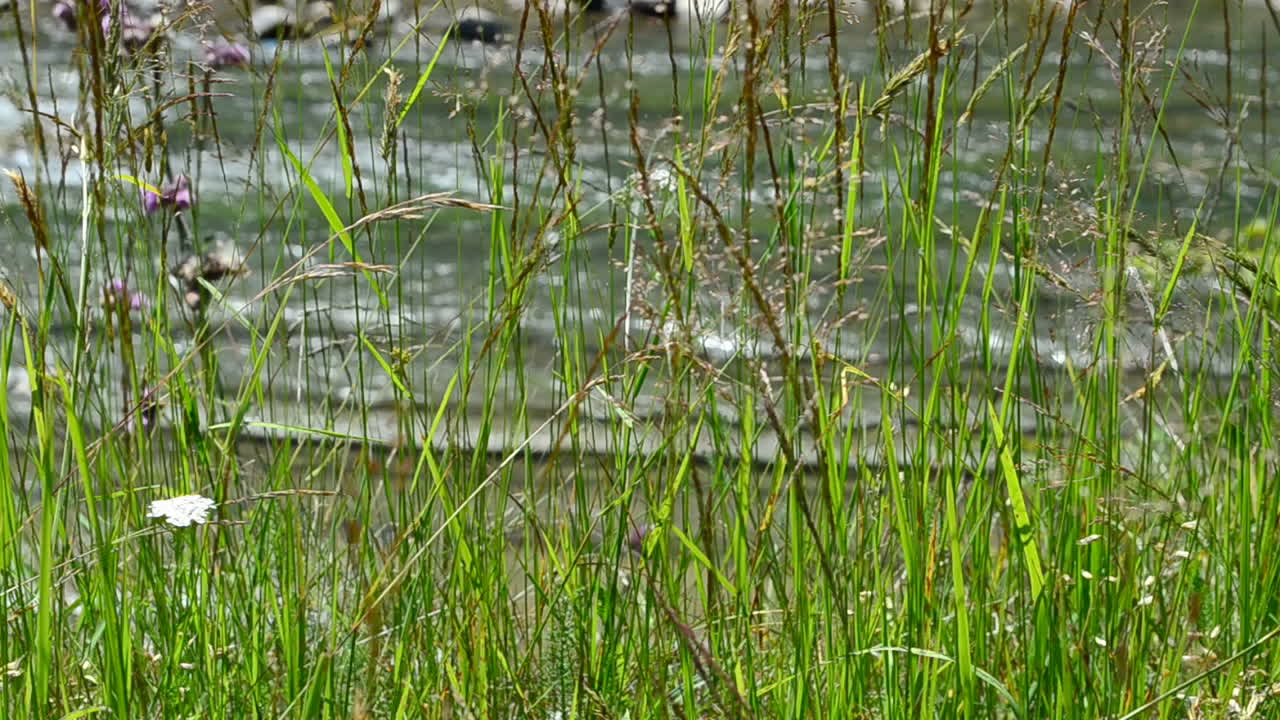 Luonnonmaisema. Ruoho vuoristojoen rannalla
