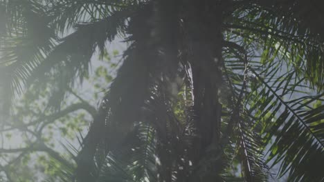 Abstract-palm-trees-in-the-morning-sunlight-soft-flares-slow-motion-handheld-4K