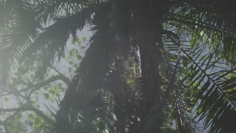 abstract palm trees in the morning sunlight soft flares slow motion handheld 4k