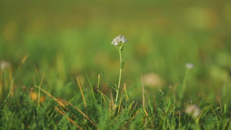 A-tiny-flowering-yarrow-plant-on-the-lush-green-summer-meadow