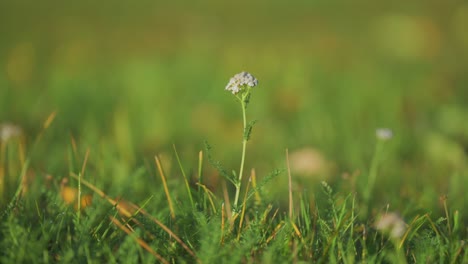 una pequeña planta de yarrow con flores en el exuberante prado verde de verano