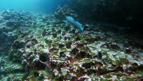 underwater-shot-of-sharks-in-cave