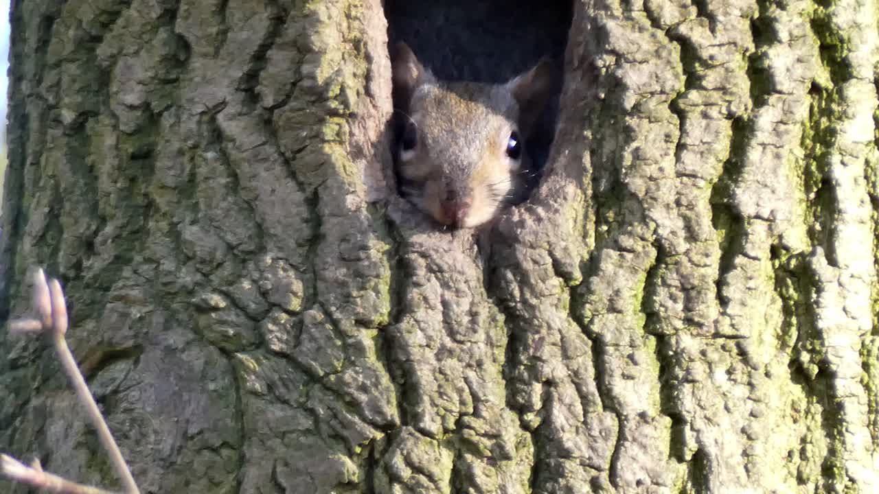 Young grey squirrel hiding in forest woodland tree hollow watching - observing wilderness outside
