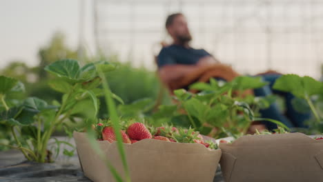 farmer relaxing on wooden rocker chair gently rocking amid lush strawberry plants with sunlit greenhouse frame in soft golden focus background capturing serene rural sunset peaceful moment
