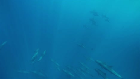 cientos de ballenas piloto en el océano azul profundo