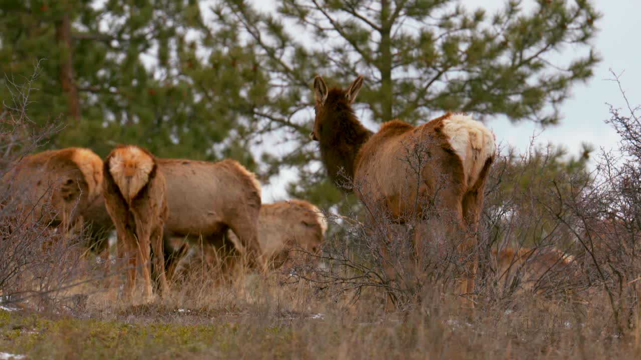 el alce de colorado escuchó un gran grupo de ciervos pandilla en la naturaleza animales se reunieron en la ladera de la montaña en medio del invierno nieve montañas rocosas parque nacional de hoja perenne teleobjetivo zoom cinematográfico cámara lenta de cerca comiendo 4k