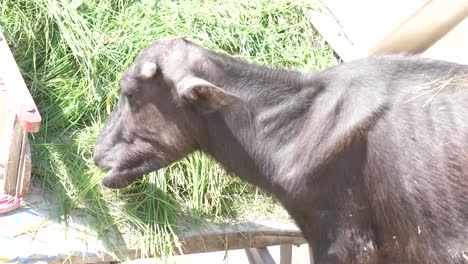 Video-of-hornless-black-cow-munching-on-the