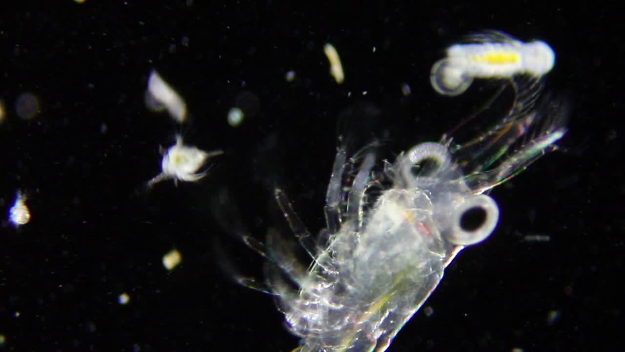 수중 플랑크톤의 현미경 시간 경과, 작은 먹이 종을 사냥하는 대형 갑각류 동물성 플랑크톤 포식자