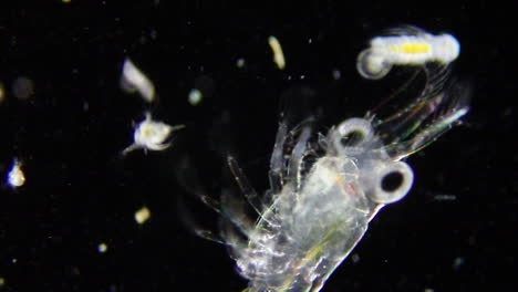 Under-the-microscope-timelapse-of-underwater-plankton,-large-crustacean-zooplankton-predator-hunting-for-smaller-prey-species