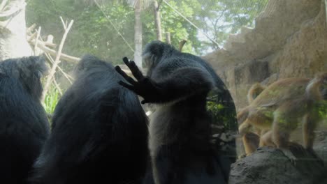 Una-Manada-De-Lutungs-De-Java-Sentados-En-Su-Recinto-En-El-Zoológico-De-Bali.