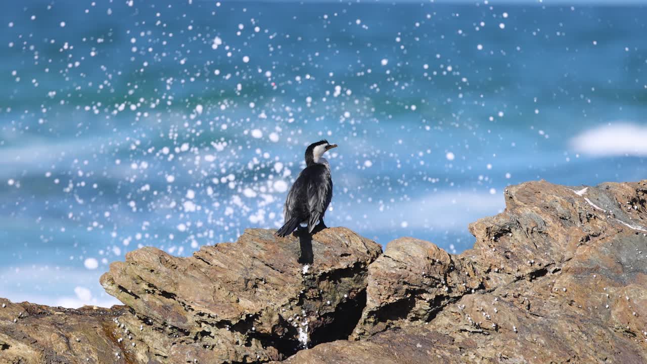 pájaro en la roca con pulverización intermitente del océano