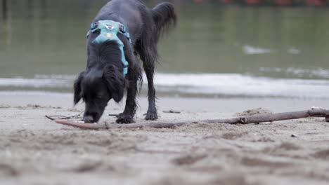 various shots of a small black dog in blue harness running around and playing on a sandy beach by the pacific ocean in burnaby, bc, canada