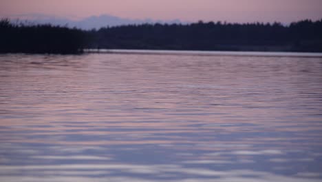 fish jumping in the lake at sunset