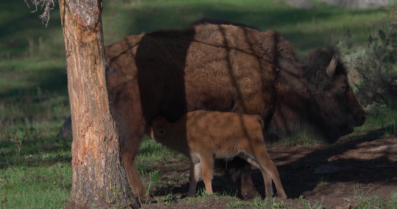 Vitello di bisonte americano che si nutre dalla madre in una tranquilla foresta primaverile. Filmato naturalistico che cattura un momento naturale di cura materna in un paesaggio nordamericano.