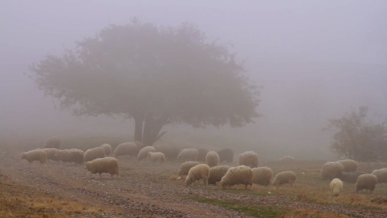 ovejas pastando en un paisaje de niebla