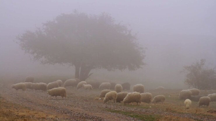 Pecore al pascolo in un paesaggio nebbioso