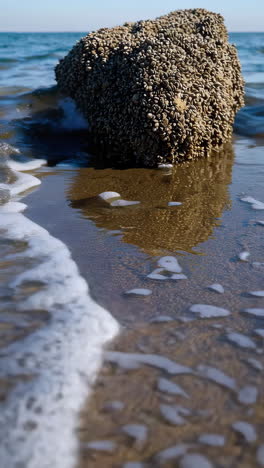 seashells covered rock on the beach