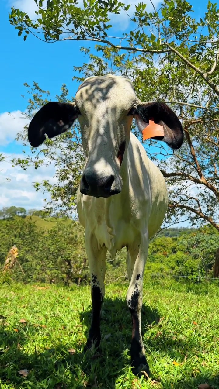 Mucca brahman bianca in piedi su un pascolo verde, Costa Rica. Vista frontale di bestiame marchiato con orecchie scure su una prateria tropicale illuminata dal sole.