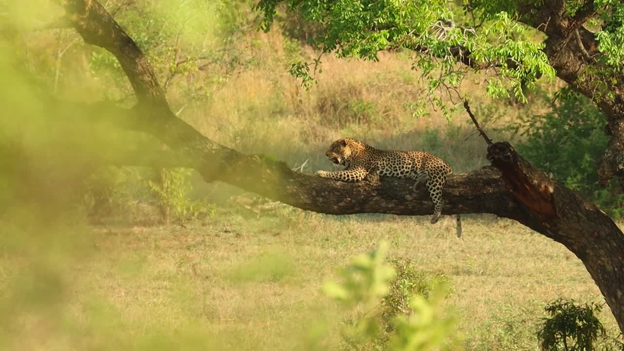 Kruger Ulusal Parkı'nda bir çalıdan ağaçta uyuyan bir leopara odak kaydırma.