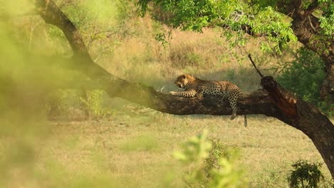 Rack-Fokus-Von-Einem-Busch-Zu-Einem-Leoparden,-Der-In-Einem-Baum-Schläft,-Krüger-Nationalpark