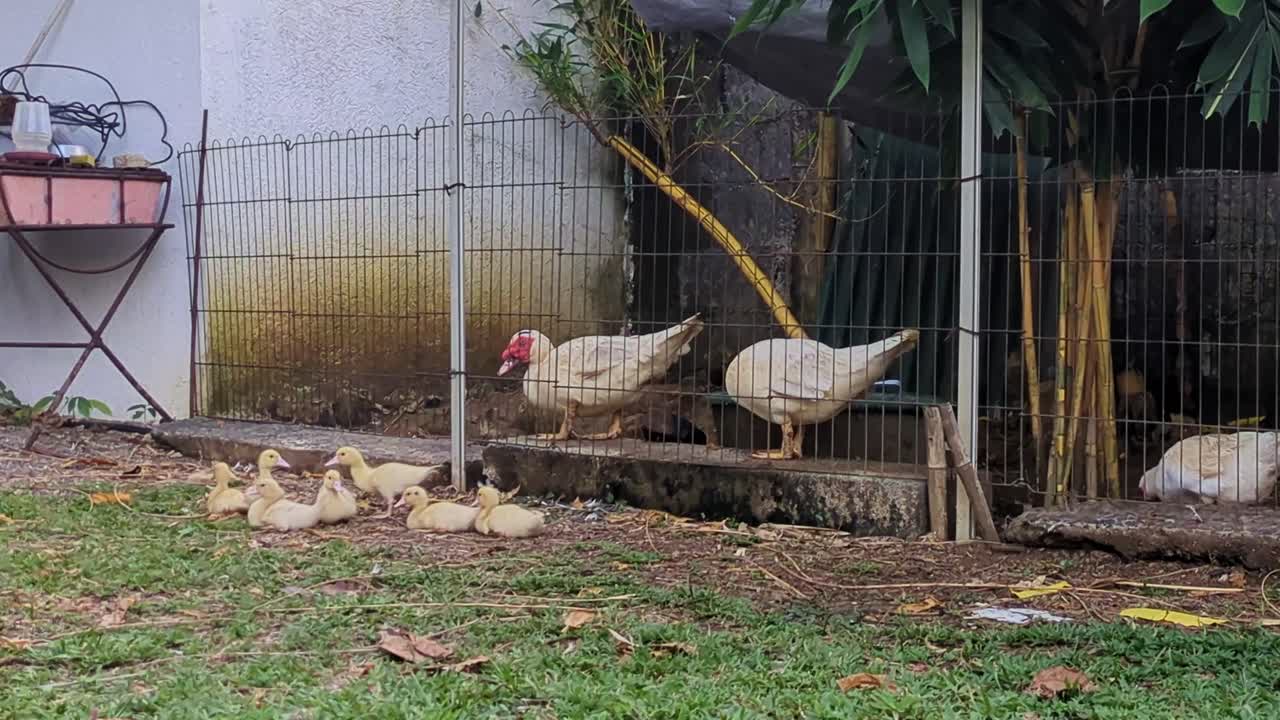 A backyard duck coop at a farm housing Muscovy ducks and a brood of ducklings - static medium shot