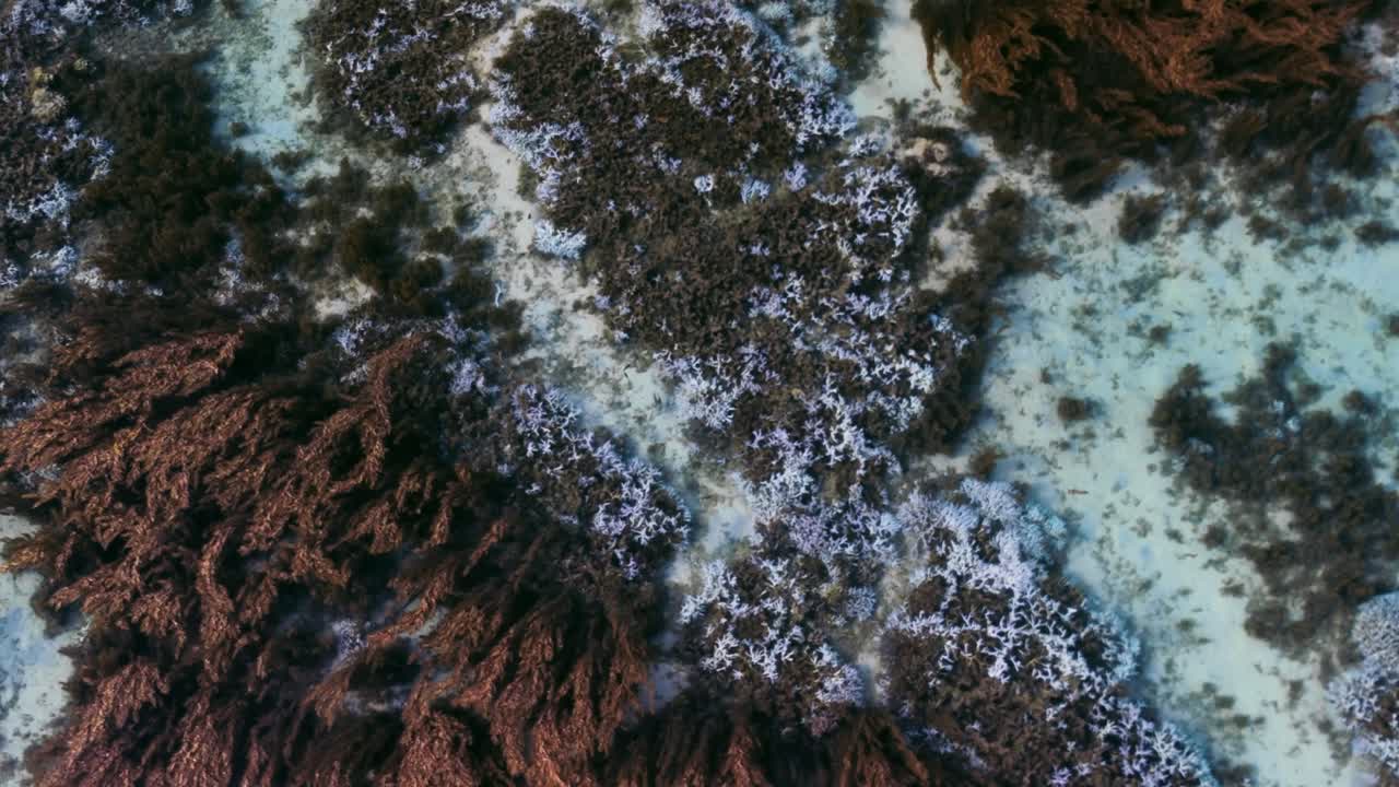 Top-down view of discolored coral reefs at St. Felix Public Beach, Mauritius, highlighting the environmental impact and theme of coral bleaching.