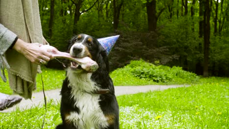 young woman giving a bone to a dog