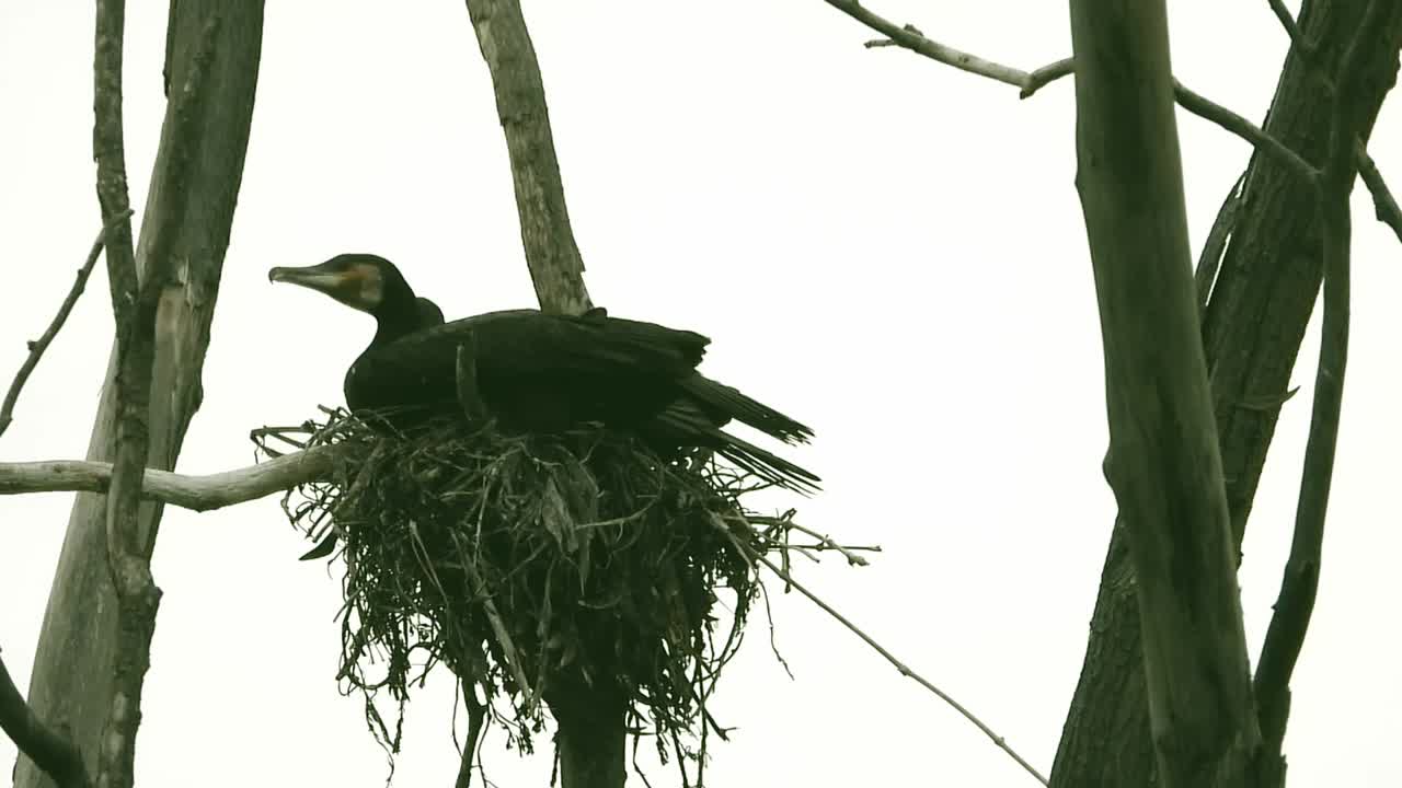 pájaros jóvenes en el nido