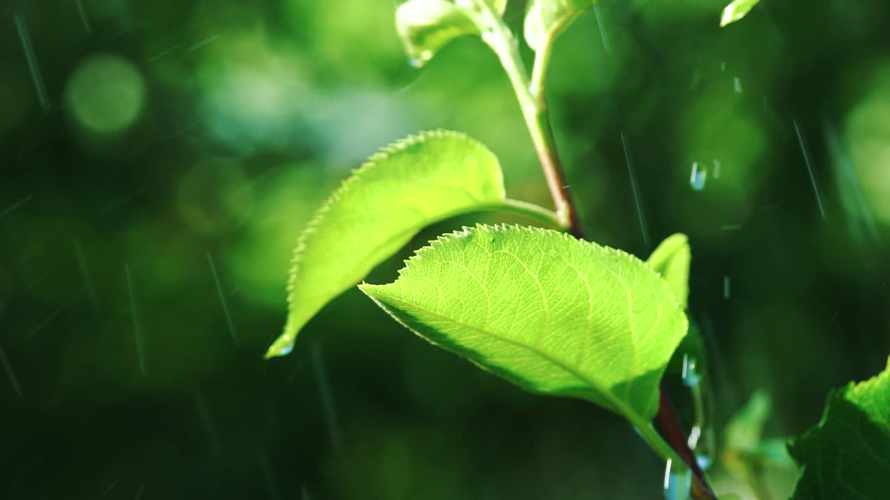Rain drops fall on green leaf in the garden. Watering the green grass. Slow motion.