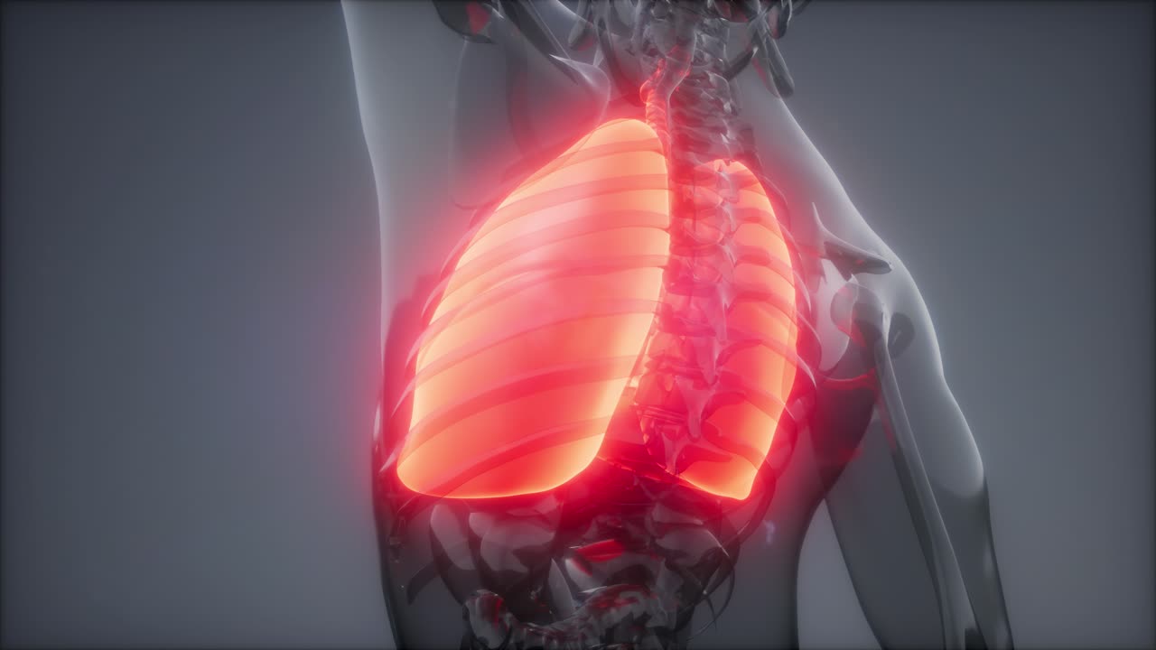 examen radiológico de los pulmones humanos