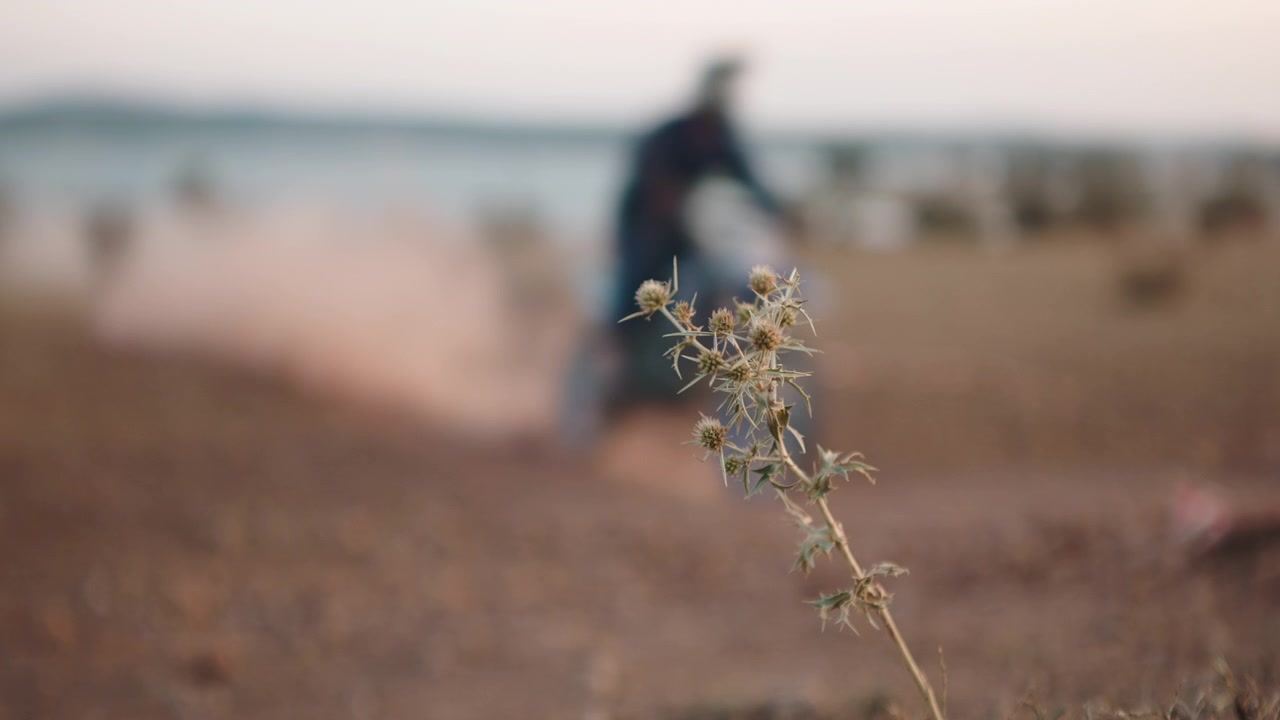 Motocross Rider Passing by a Thistle Plant on a Dusty Track