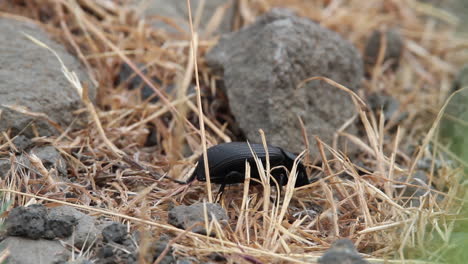 closeup-macro-view:-Low-angle-beetle-in-dry-grass-straw-looks-for-food