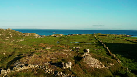 Experience-the-picturesque-beauty-of-Connemara,-Galway,-Ireland,-with-a-dynamic-push-drone-shot-capturing-the-lush-green-landscape,-Atlantic-Ocean,-and-the-serene-presence-of-cows