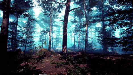 enchanted forest in a blue haze