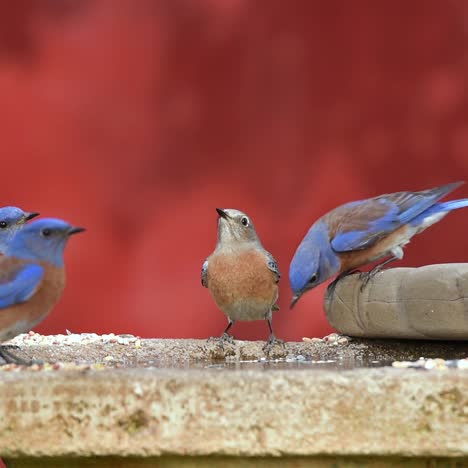 Western-bluebirds-enjoy-a-birdbath