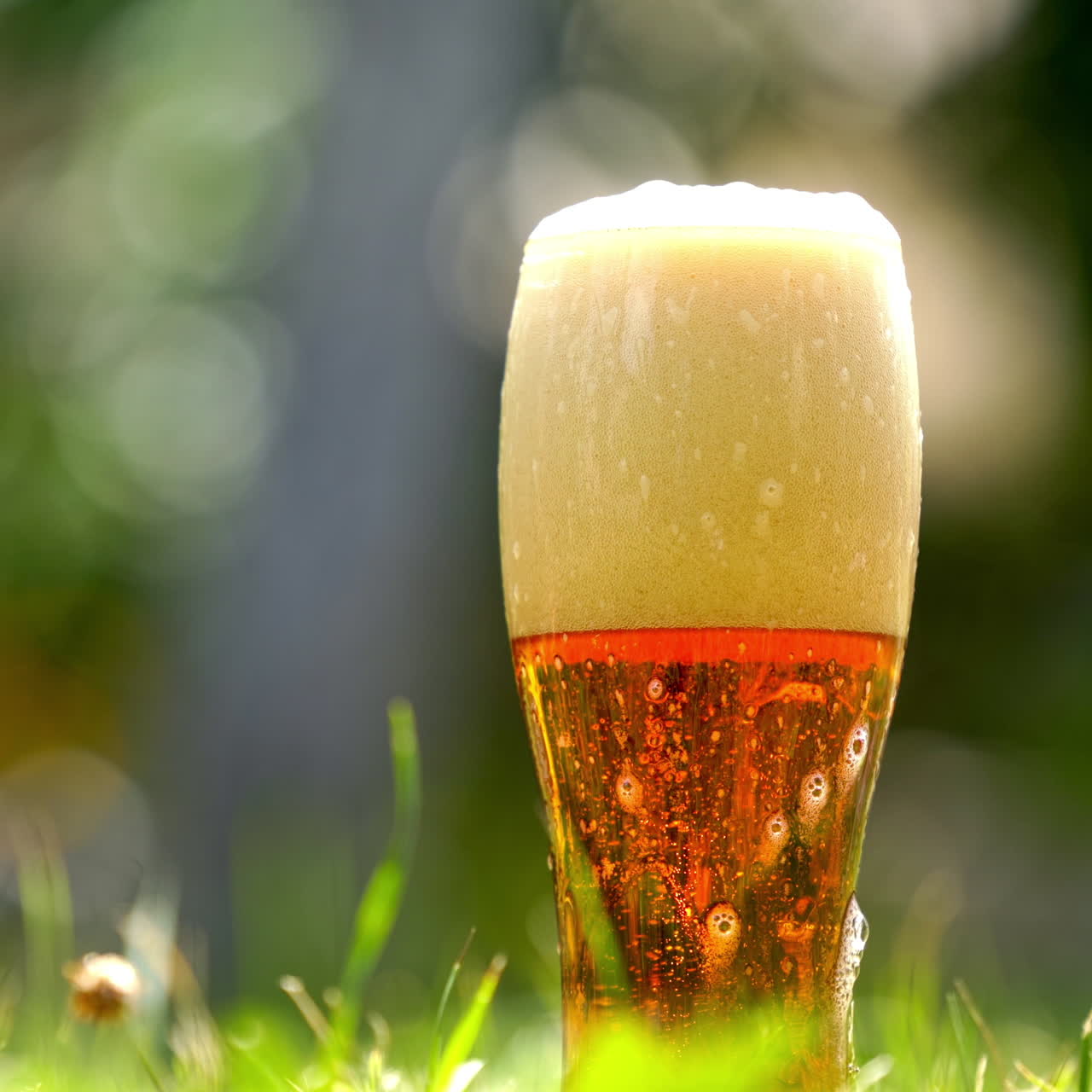 White foam from fresh beer is pouring over the glass outdoors. Full glass of cold beer with foam stands on green grass in summer. Close-up.