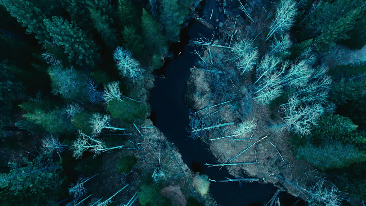 arriba abajo antena de pinos de invierno con río en el medio