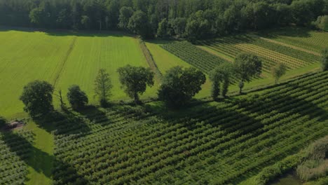 top view of trees on a hill on a calm orchard on the limburg countryside