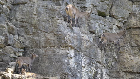 static shot of capra ibex jumping on steep rocky cliff wall downhill into valley