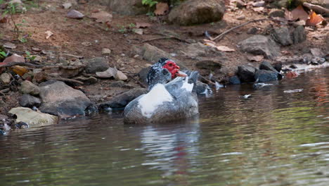 Eine-Muscovy-Ente-Im-Wasser