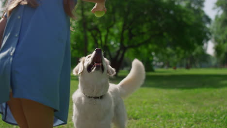 happy dog playing with active kid on nature. unknown girl training pet rear view