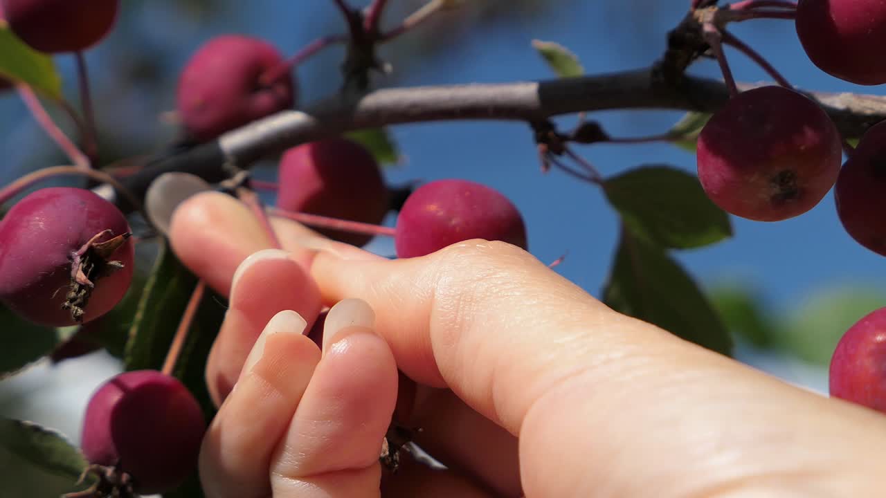 Una donna che raccoglie piccoli frutti rossi dall'albero, in primo piano.