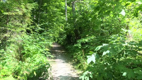 Carril-Bici-A-Través-De-Un-Bosque-Denso-En-Michigan,-Ee.uu.