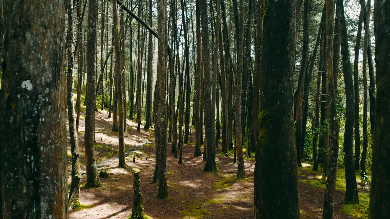 disparo estabilizado entre árboles finos en un bosque
