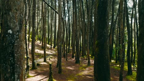 disparo estabilizado entre árboles finos en un bosque