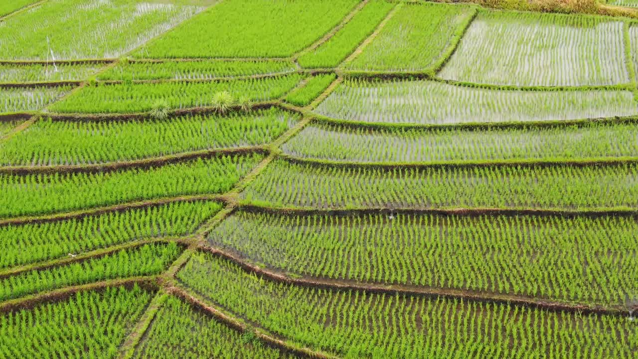 Vista a volo d'uccello di risaie a Canggu, Bali, con piante di riso in vari stadi di crescita.